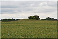 TF4072 : Spellow Hills, from near Langton Grange Farm by Chris