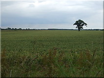 SK7098 : Crop field, Newlands Farm by JThomas