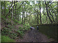 Track through Wilderswood