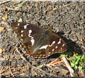 TM4078 : Purple Emperor (Apatura iris) butterfly - spreading its wings by Evelyn Simak