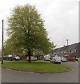 Tree in the middle of  Kingsbury Court, Llwydcoed