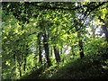 Trees behind Queensway, Torquay