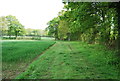 Footpath along the woodland edge