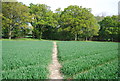 Footpath through wheat