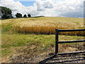 H3687 : Barley field, Milltown by Kenneth  Allen