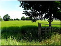 Barley field, Milltown