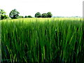 H3687 : Spring barley, Milltown by Kenneth  Allen