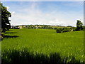 H3687 : Spring barley field, Milltown by Kenneth  Allen