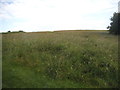 Whitings Hill open space, Barnet