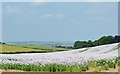 SU6485 : Opium Fields of Oxfordshire, near Ipsden by Edmund Shaw