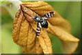 The picture-winged fly Herina frondescentiae, Brae