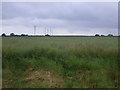 Crop field, Yokefleet Farm