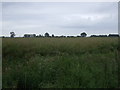 Oilseed rape crop, Nova Scotia Farm