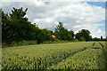 Wheat field at Amcotts