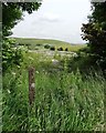 Limestone workings near Wibbersley Farm