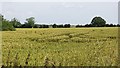 SJ5914 : Wheat, Roddington by Richard Webb