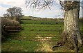 Cattle in the Axe valley