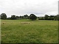 Sheep near Rushock