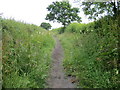 Bridleway near Doglane Farm