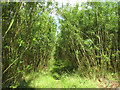 Footpath through willow plantation