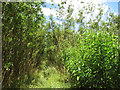 Footpath through willow plantation