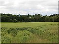 Wheat near Southwaite