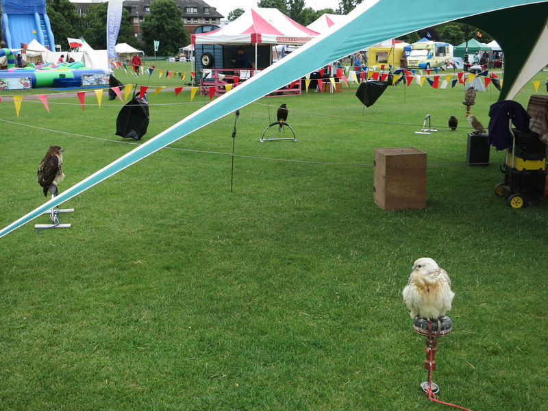 Bird of Prey display on Parker's Piece © Hugh Venables :: Geograph ...