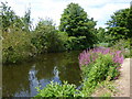 Stonebridge allotments, Faversham