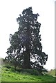 Giant Redwood