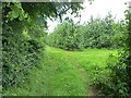 Orchards, Upcott