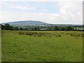 Damp pasture, Derrington