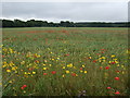 Crop field with wild flowers