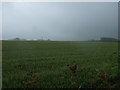 Crop field, Walseby Hill