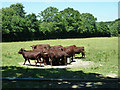 Cattle at a water trough