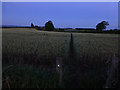 SK4537 : Wheat field at dawn by David Lally