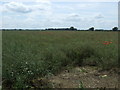 Oilseed rape crop, Swallow Mount