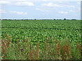 Crop field east of the Brocklesby Road