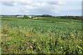 Millet fields near Bowgyheere Farm