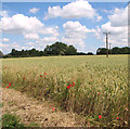 Electricity pylons in field north of Wood Lane