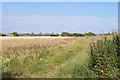 Overgrown farm track