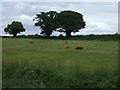 Grazing, Riby Grove Farm