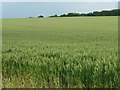 SU6026 : Unripe wheat, east of New Pond Cottages by Christine Johnstone