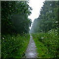 Track in Stapleford Wood