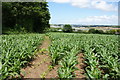 Footpath over a millet field