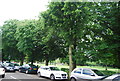 Trees, Chiswick Common