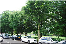 TQ2178 : Trees, Chiswick Common by N Chadwick