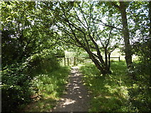 TM0321 : Path junction to near East Donyland by Hamish Griffin