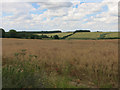 Ripening oilseed rape