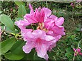 SU6078 : Rhododendron flower by Bill Nicholls