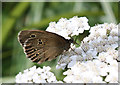 SE7170 : Ringlet butterfly feeding on Yarrow plant by Pauline E